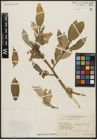 Foto von Salix aegyptiaca L.
